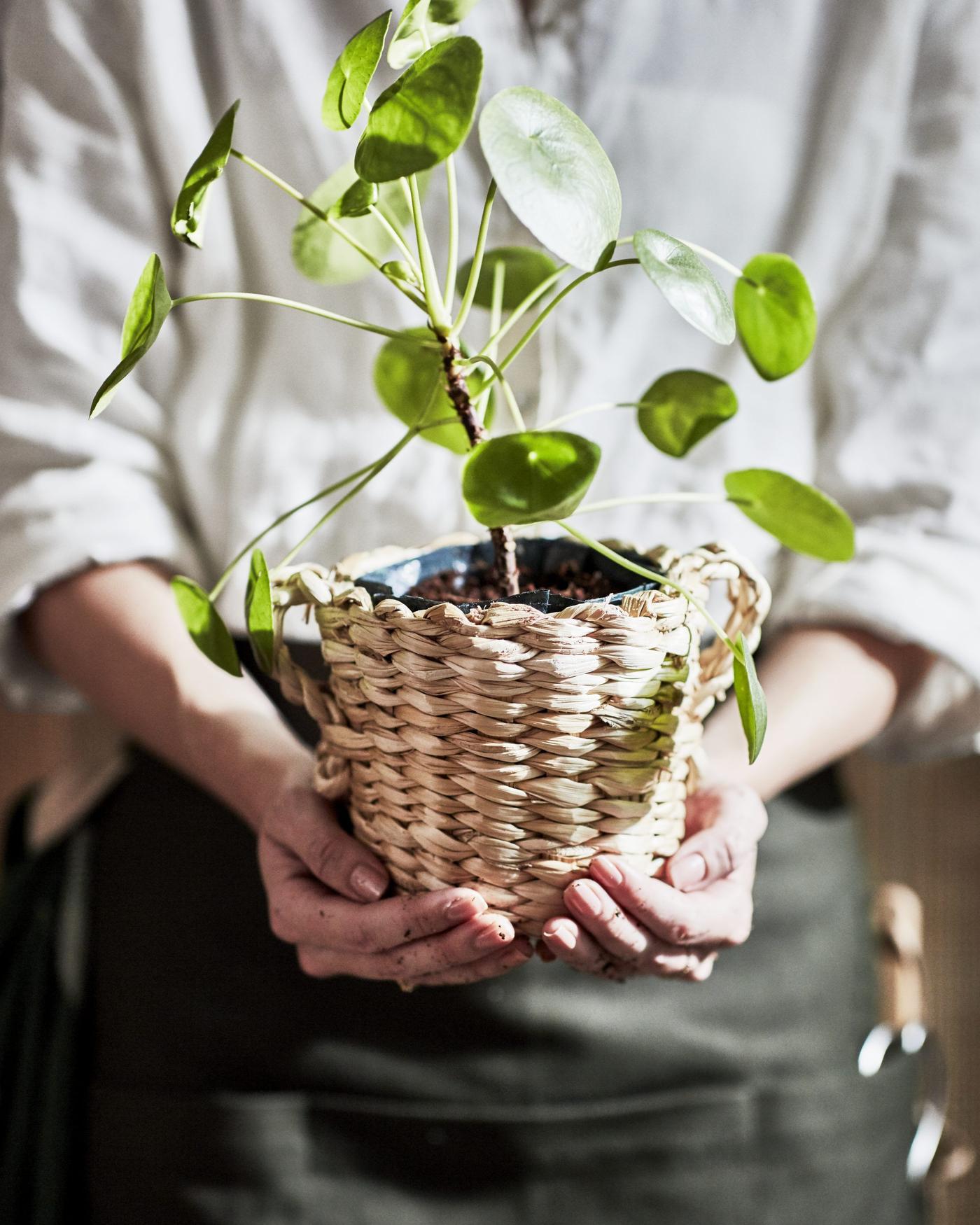 A pair of hands holding a handmade banana-fibre basket with a potted plant in it.