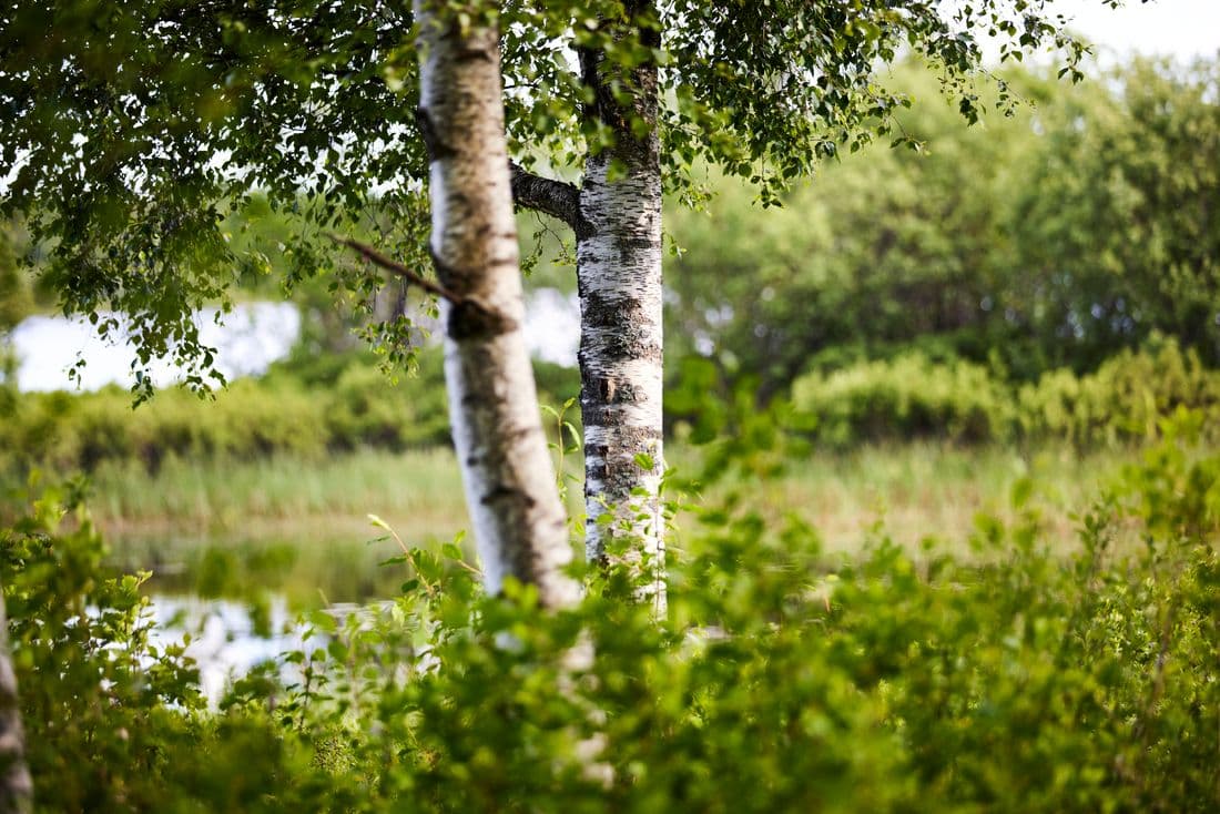 Two birch trees stand in nature, surrounded by bushes, grass and water.