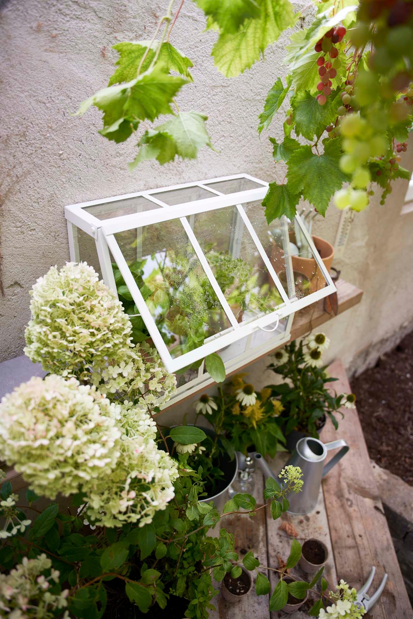 An outdoor area with plants next to and inside a white in/outdoor ÅKERBÄR greenhouse.