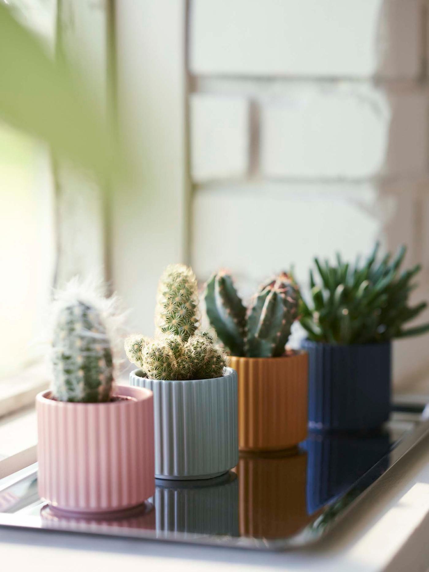 Four coloured plant pots with cactii sit on a silver tray on a windowsill.