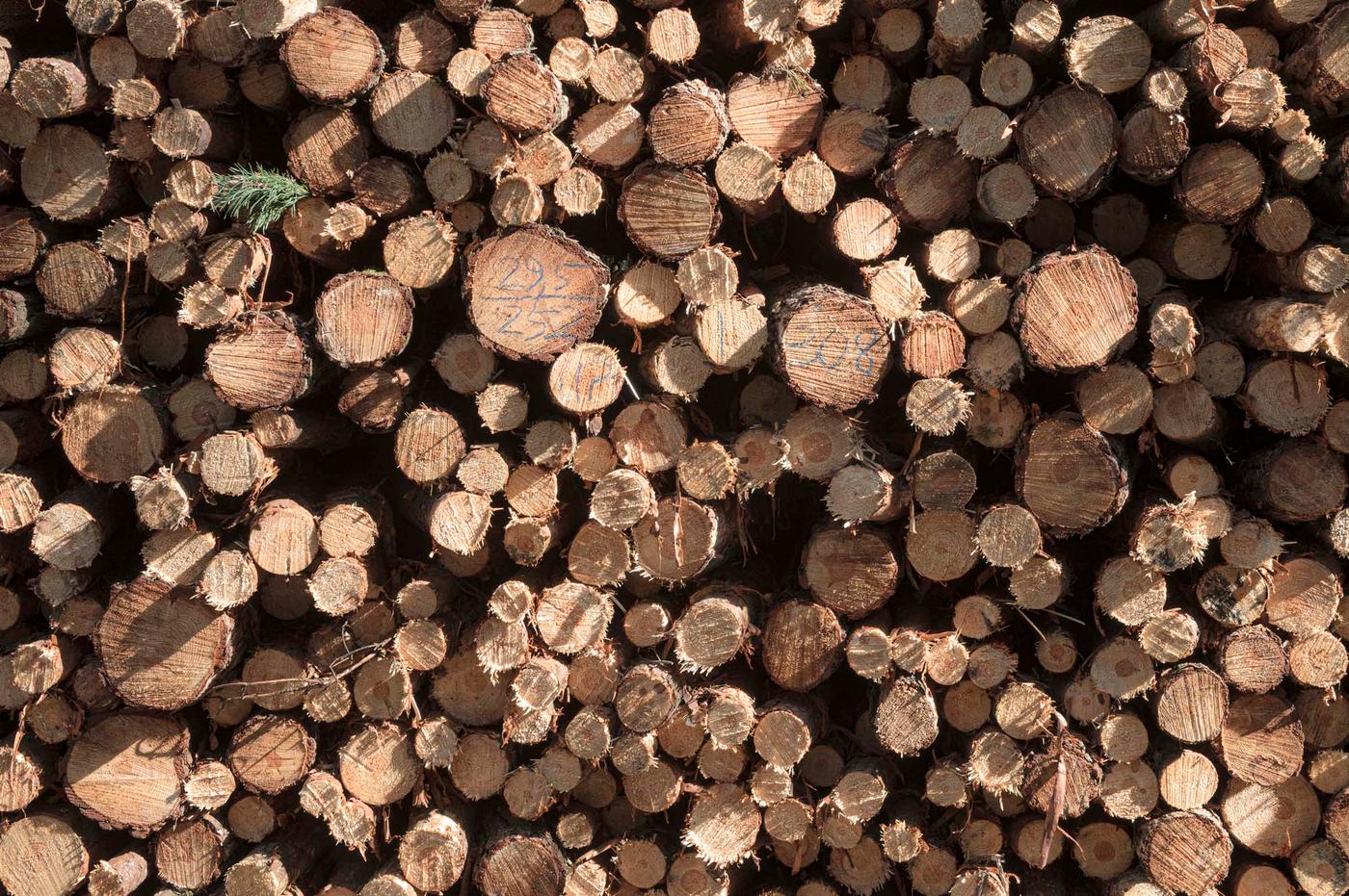 Lots of felled trees in a stack.