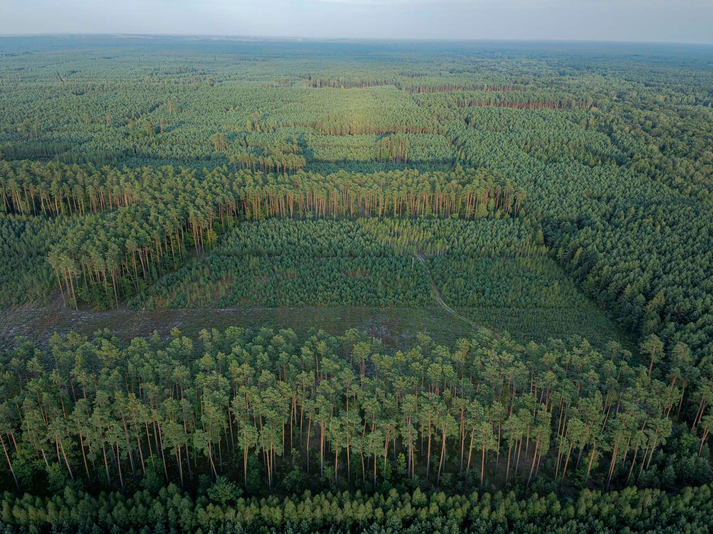 An aerial view of a huge forest and the horizon.
