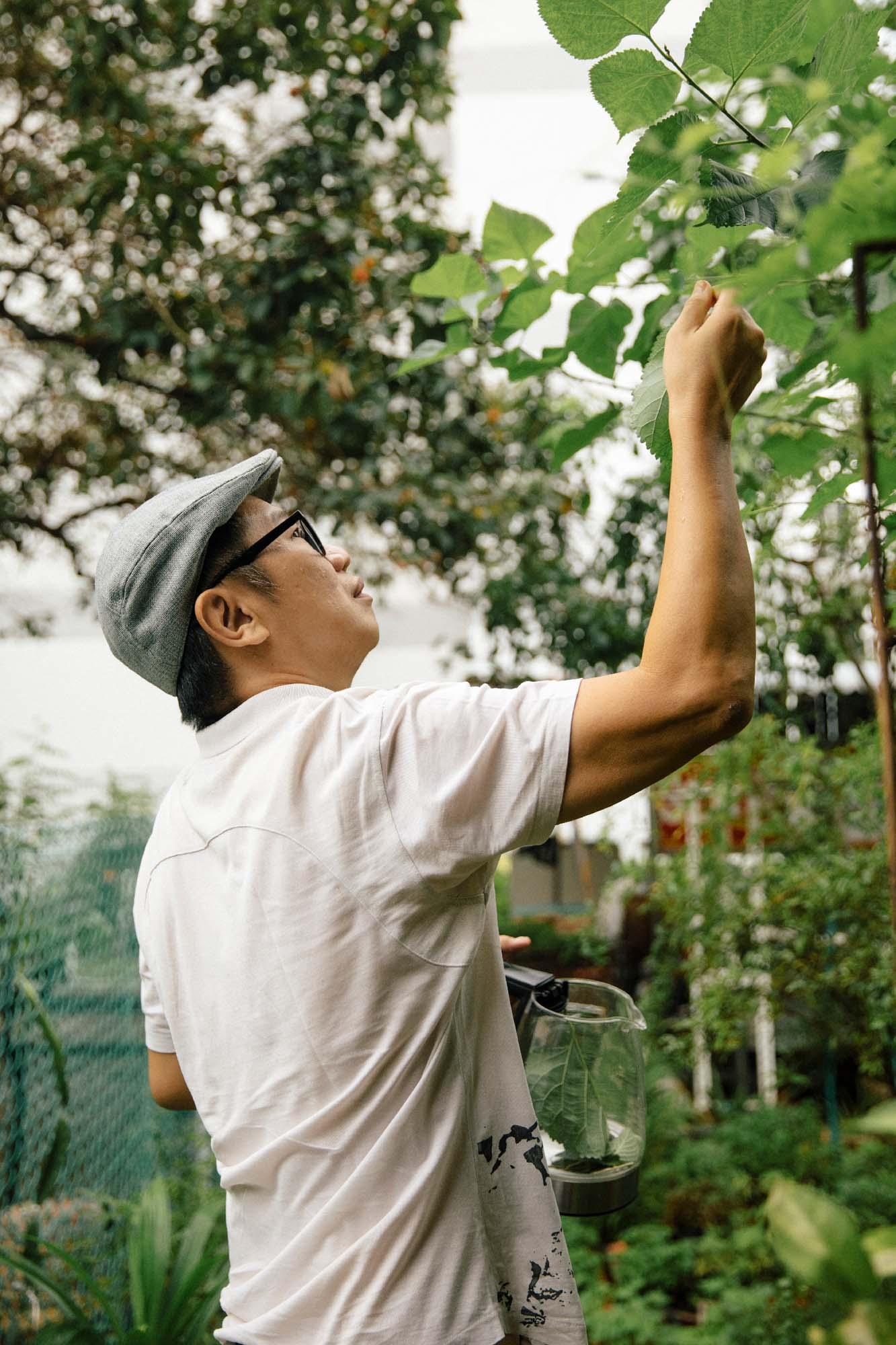 A person in a garden reaches to grab the leaf of a plant above them.