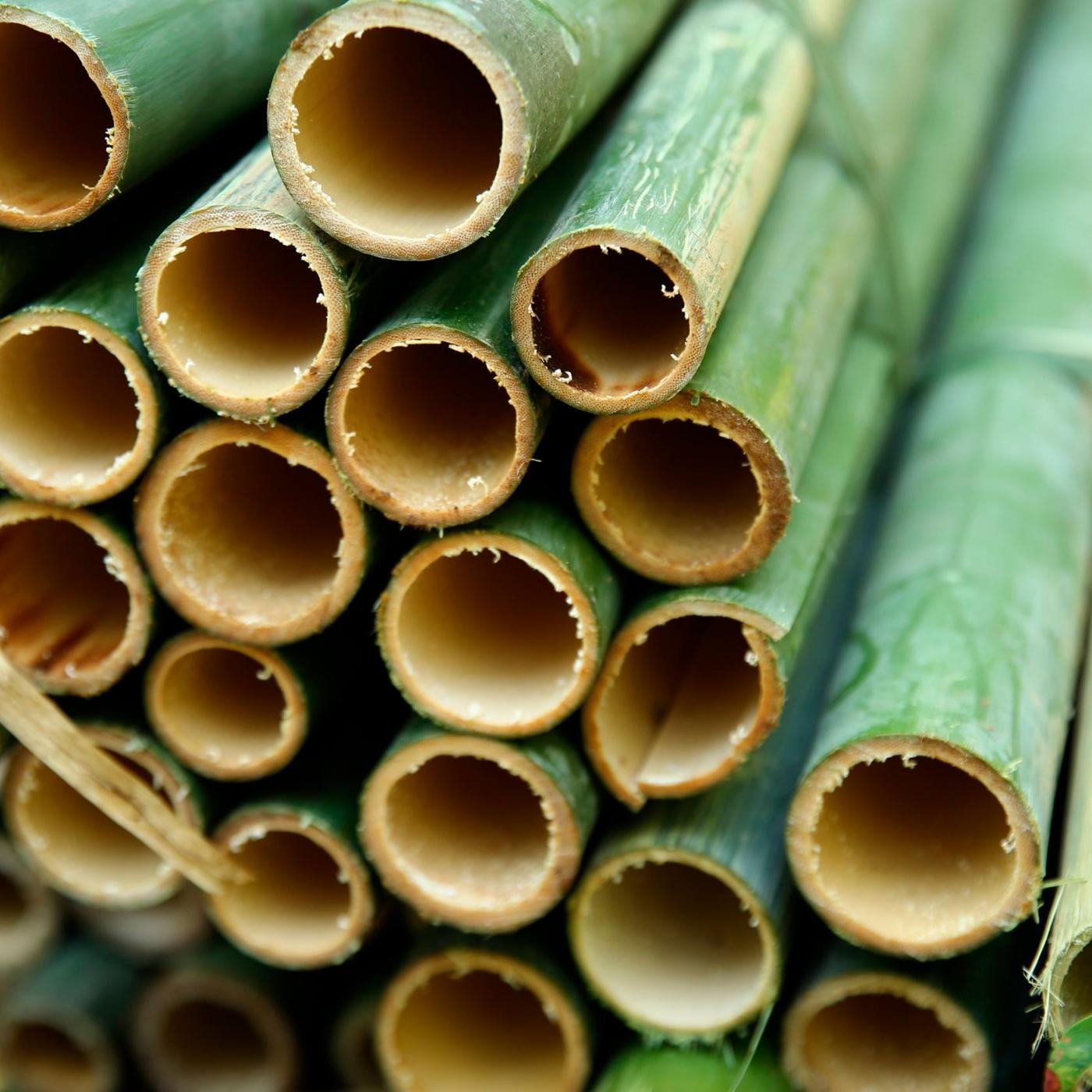 A pile of green bamboo stems.