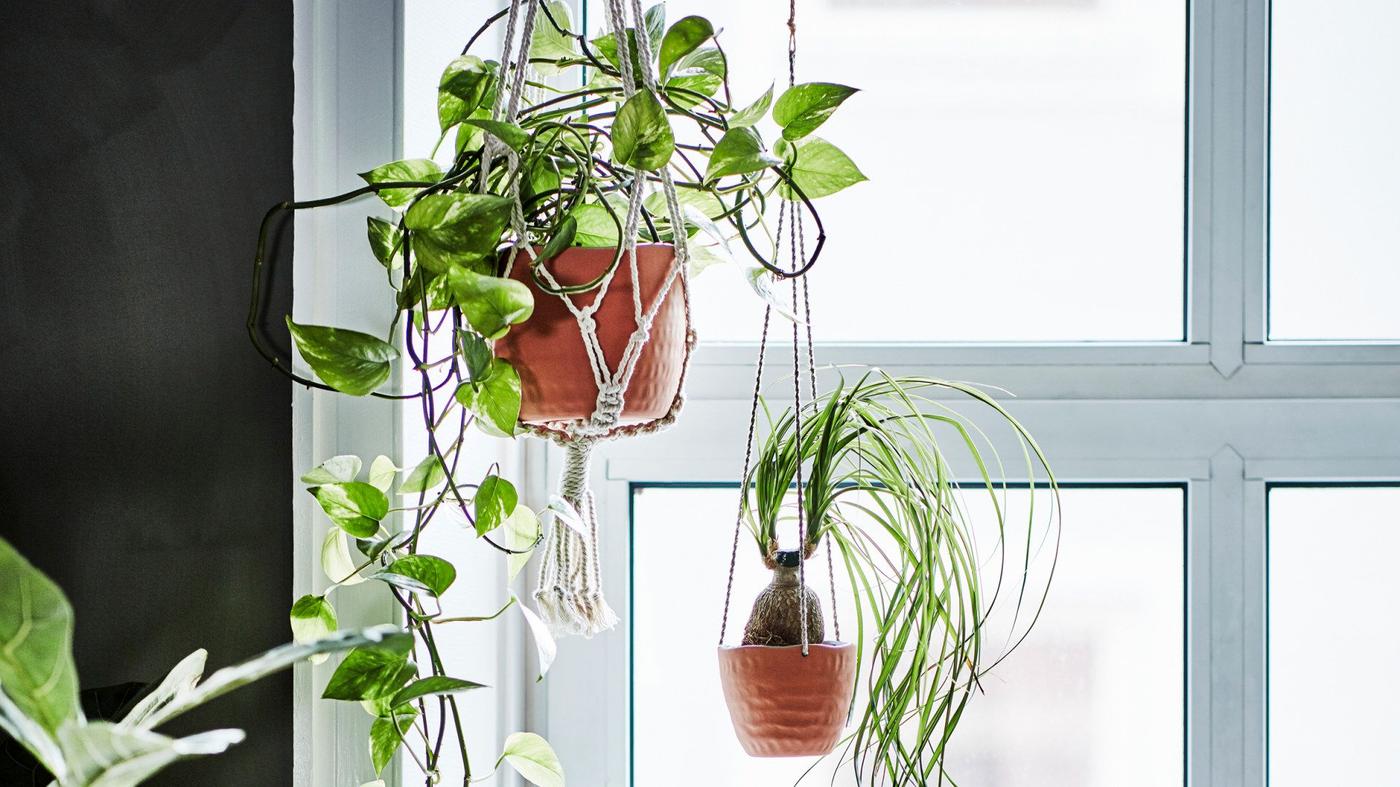 Two lush, green plants in BOTANISK terracotta plant pots in different sizes with jute rope hanging in front of a window.