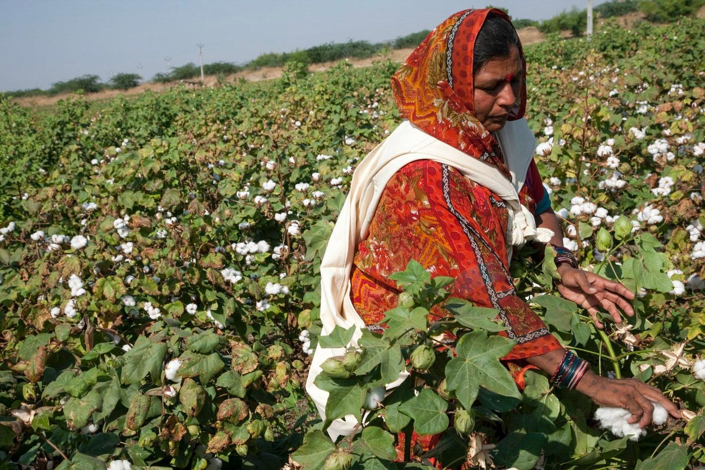 A woman in a red dress and a white scarf picking cotton in a cotton field. 