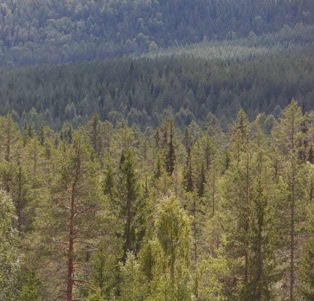 A wild and lush, green forest landscape in the summer with pine, spruce and several other types of trees.