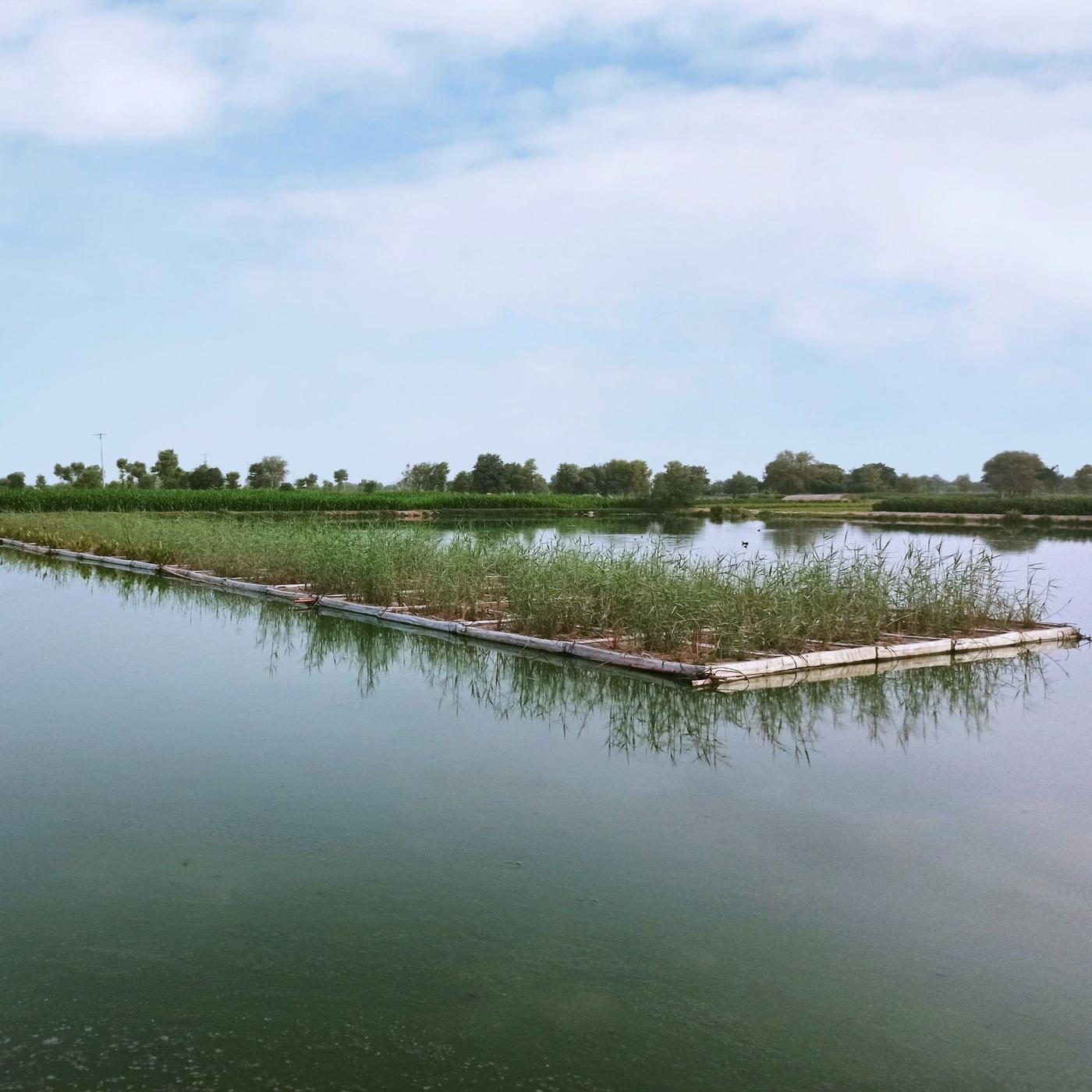 A body of water with a floating platform covered in plants.
