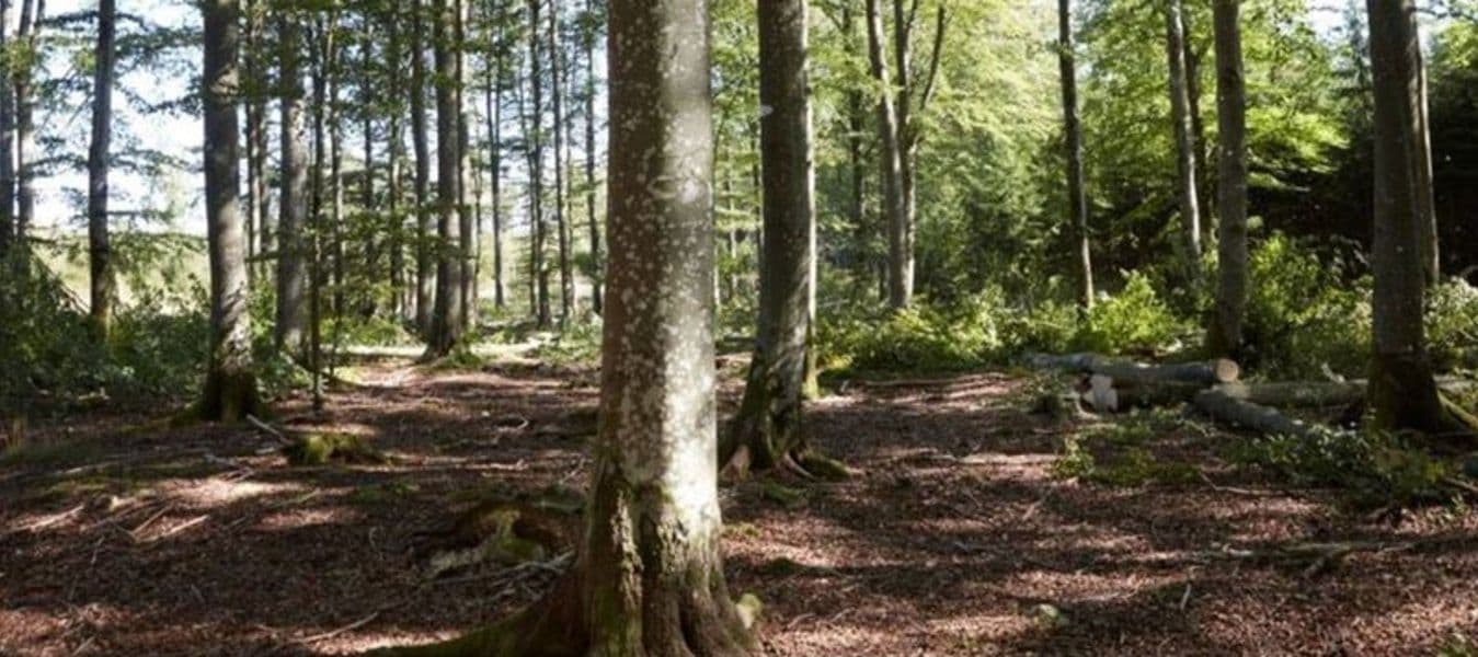 IKEA launches 2030 forest agenda IKEA Global