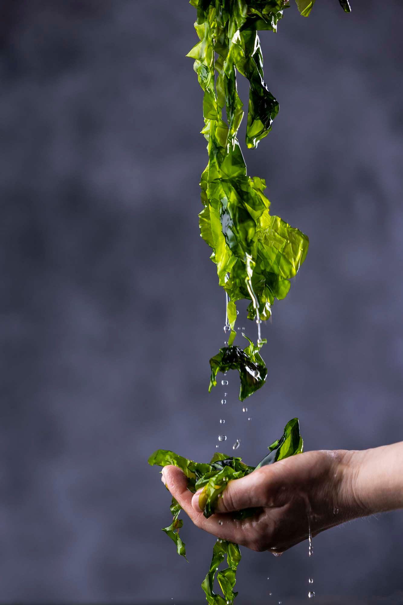A piece of green seaweed hangs above an outstretched hand filled with seaweed against a grey background.