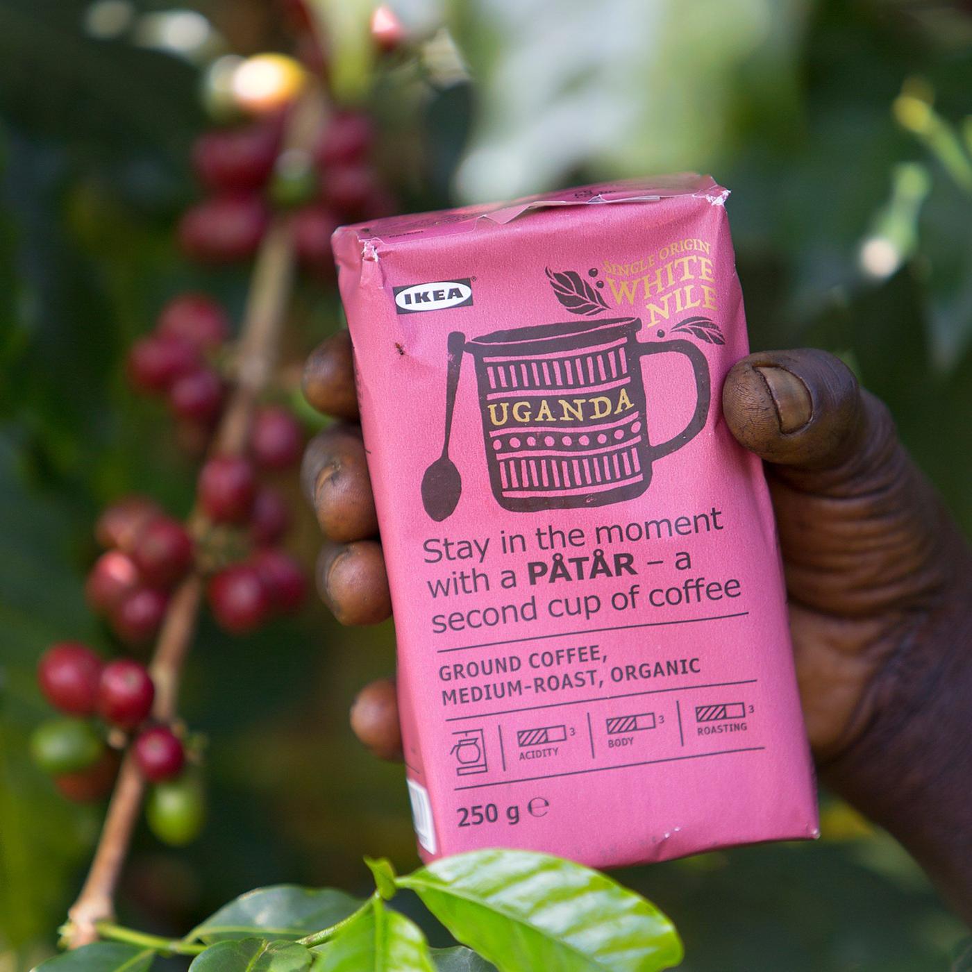 A Ugandan farmer’s hand holding a rectangular, pink PÅTÅR coffee package next to the berries and leaves of a coffee plant.