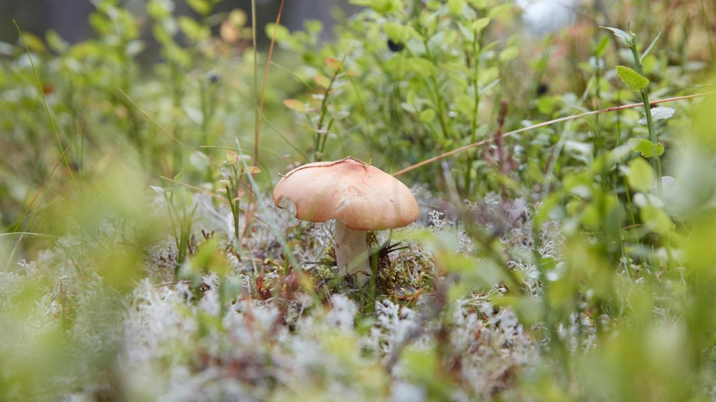 A single toadstool growing in a bed of lichens on the forest floor.