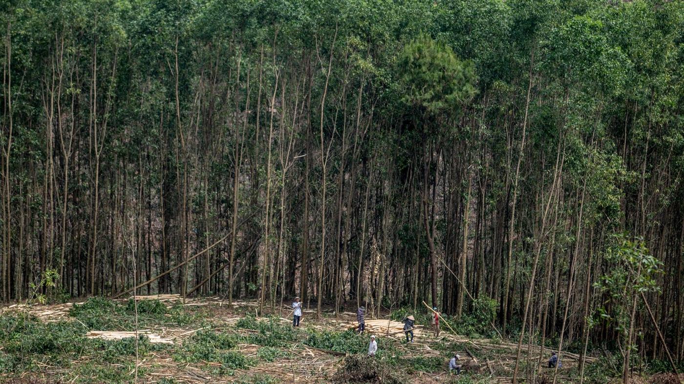 Seven Vietnamese forest workers working in a recently cleared area of forest adjacent to a stand of tall, thin trees.