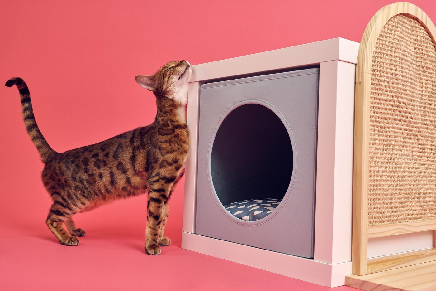 A pink environment with a cat scratching its neck on the corner of a KALLAX shelf with an UTSÅDD cat house nestled inside.