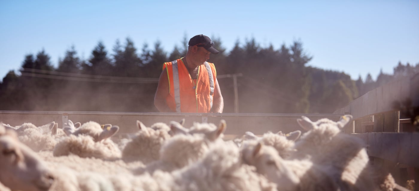 A man and a large group of sheep.