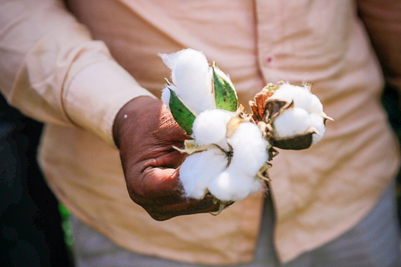 A person's hand holding balls of harvested cotton.