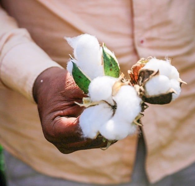 A person's hand holding balls of harvested cotton.