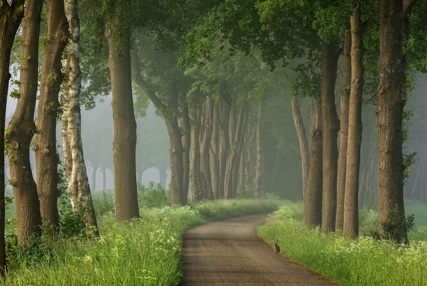 Photo of a small country road flanked by lush green grass and an avenue of trees.