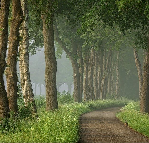 Lush, tree-lined country road.