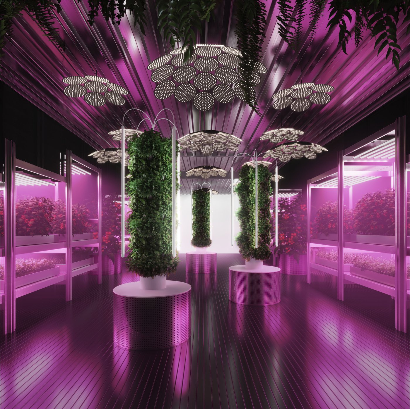 Plants grow in a UV lit room.