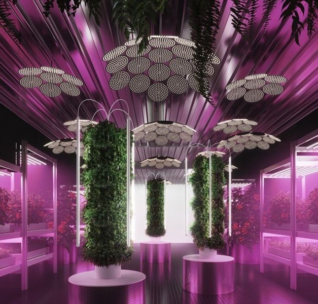 Plants grow in a UV lit room.