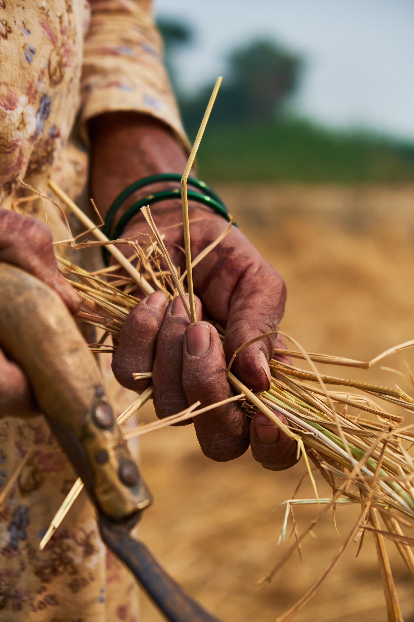 A person's hand holding dry straw in a field.