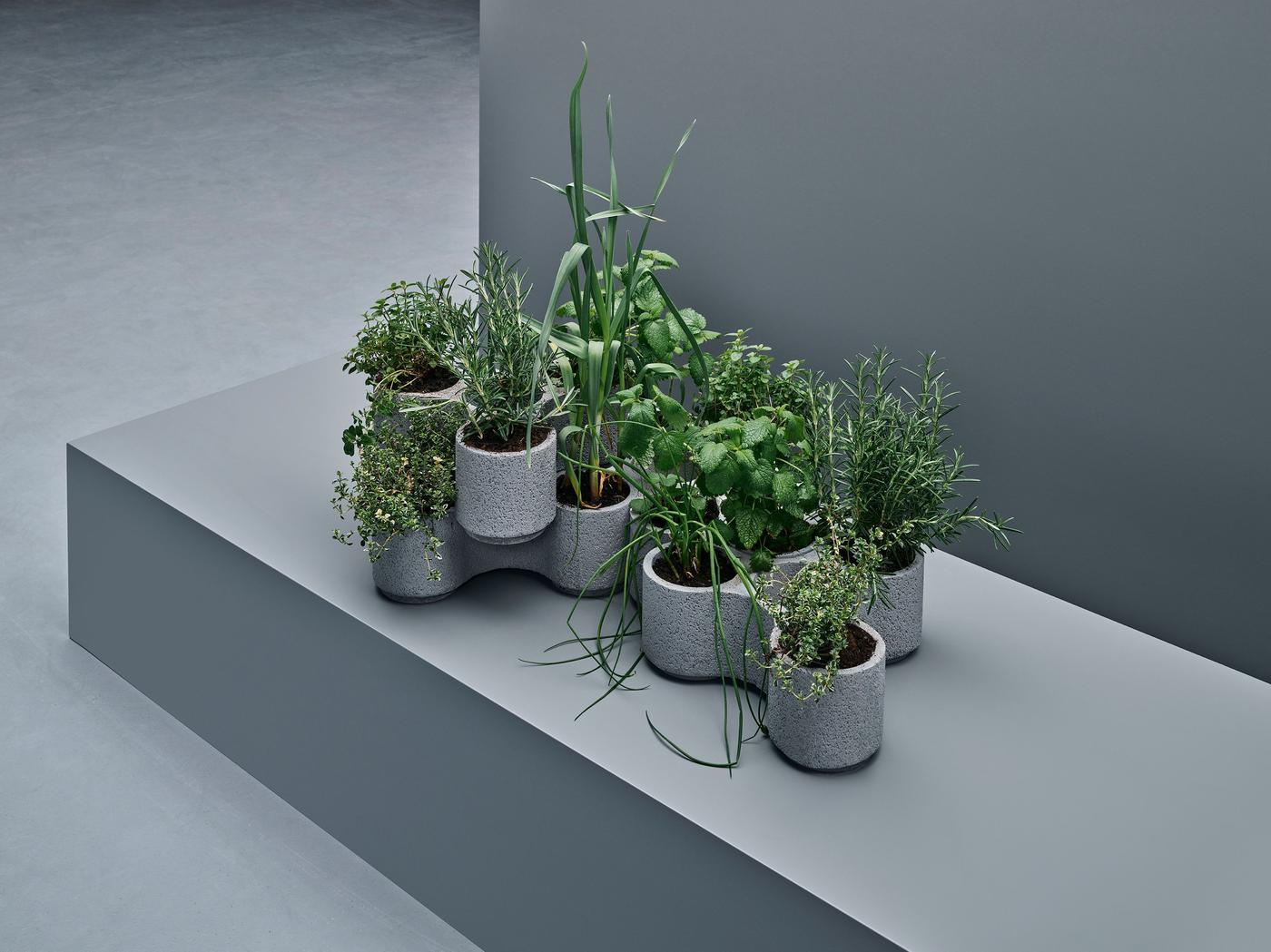 Collection of different pot plants clustered together on a ledge in a clean, light grey space.