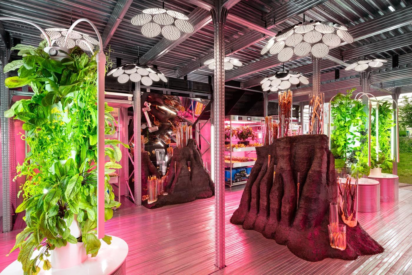 Exhibition space with plants and dramatic pink lighting.