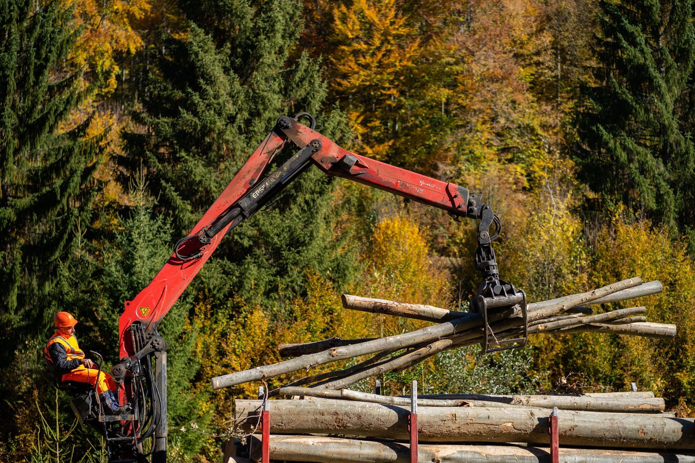 A forestry harvester moving a load of logs.