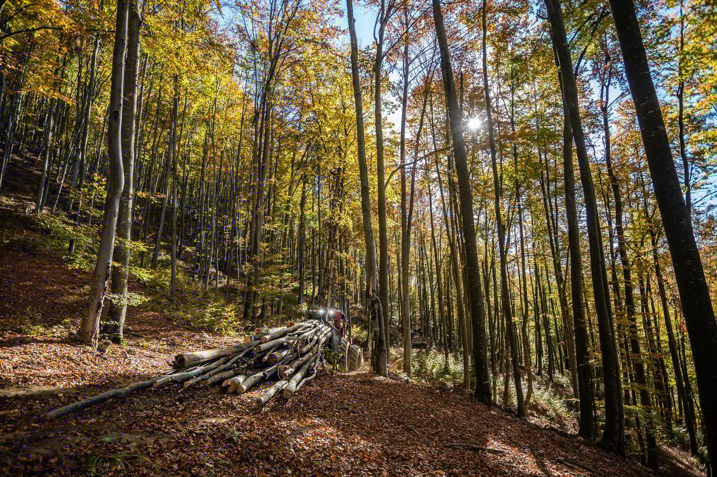 Forest with sunlight gleaming through the canopy.