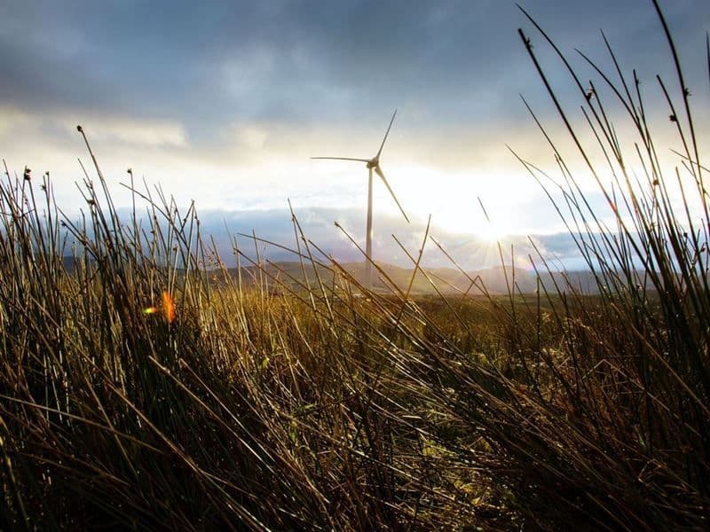 A landscape with long grass and a wind turbine in the distance.