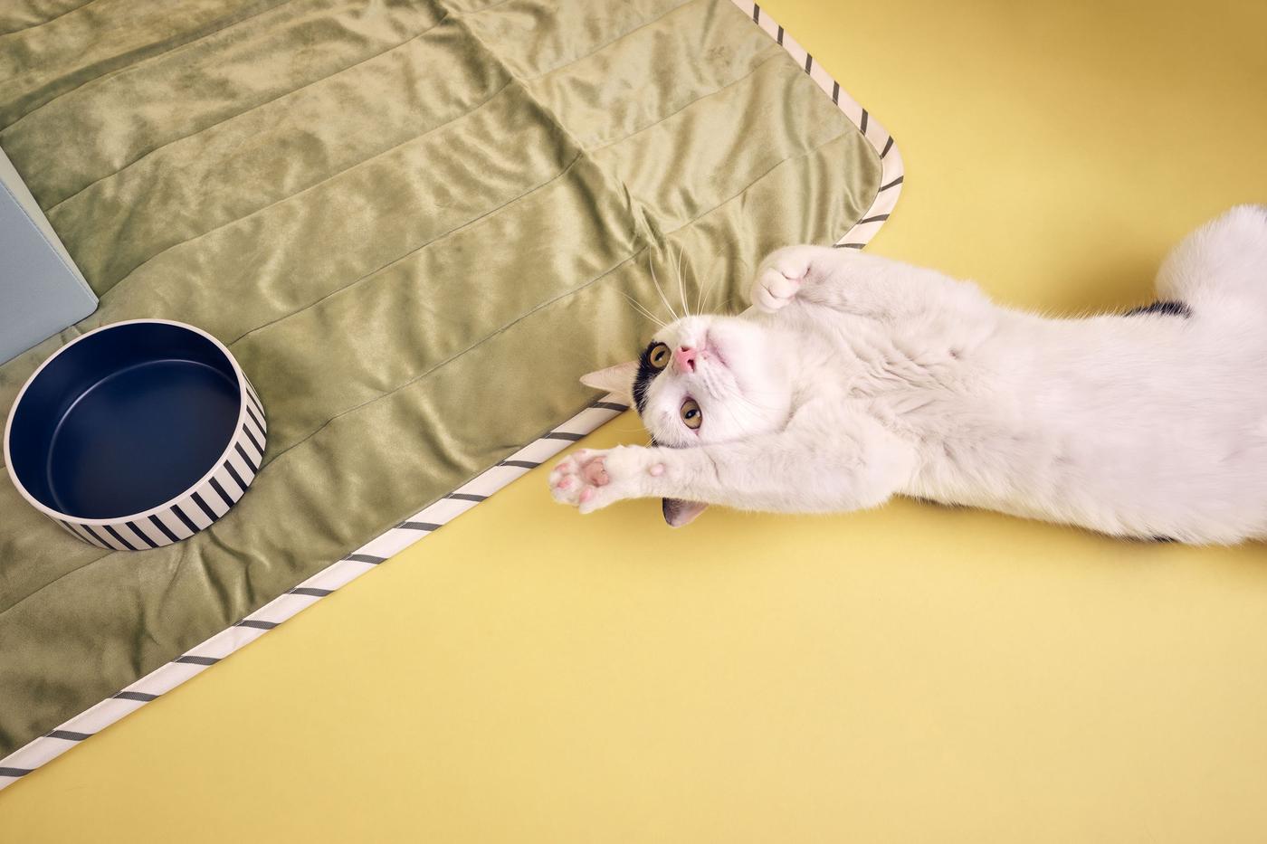 A yellow environment with a cat lying on its back beside an UTSÅDD pet blanket and an UTSÅDD pet bowl.