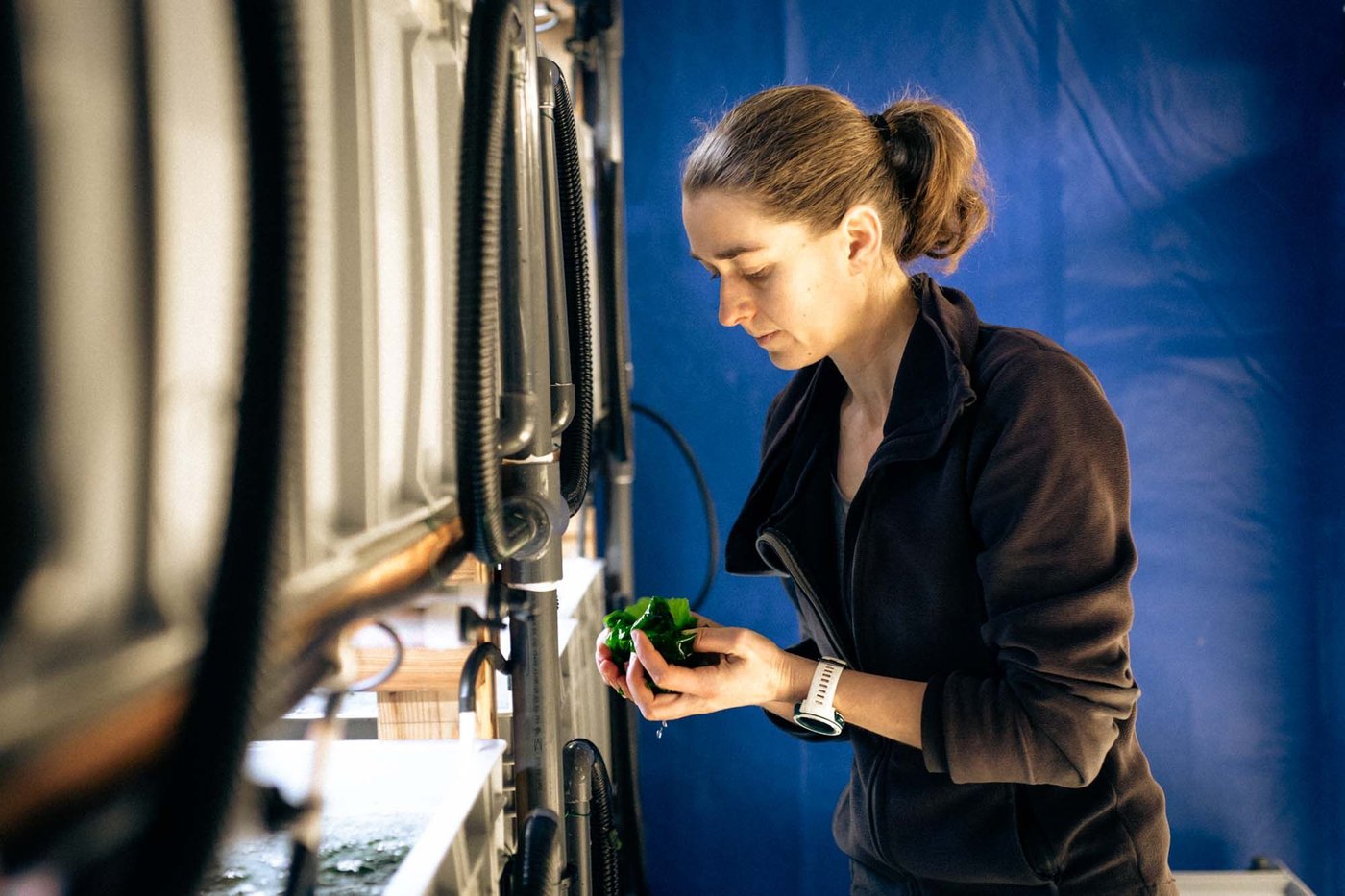 A woman works in a laboratory. She is holding green seaweed/kelp in her hand.