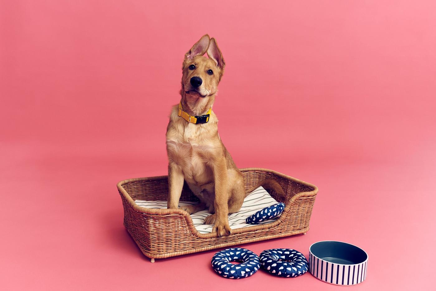 A dog in an UTSÅDD dog bed against a pink backdrop.