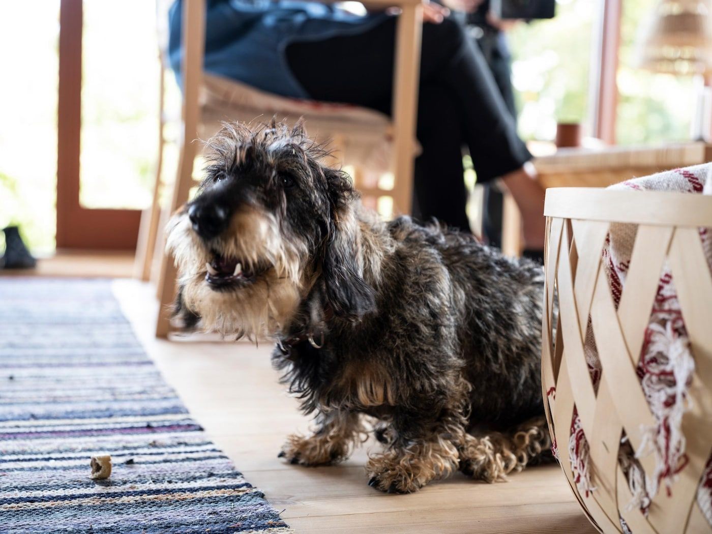 A little dog sits at the feet of a person sitting in a chair.