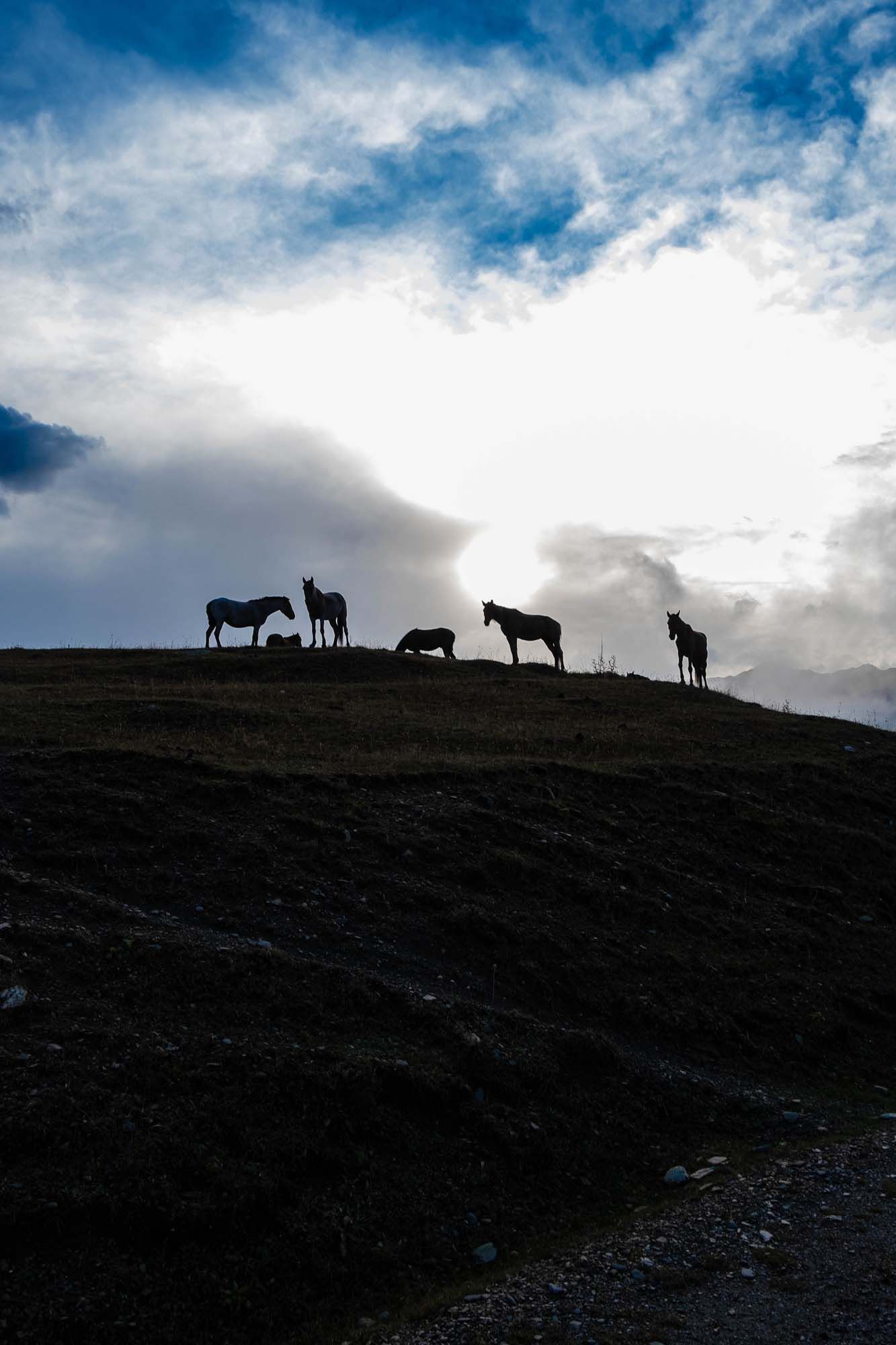 Silhouettes of horses on a hill, backdropped with a dramatic sky.