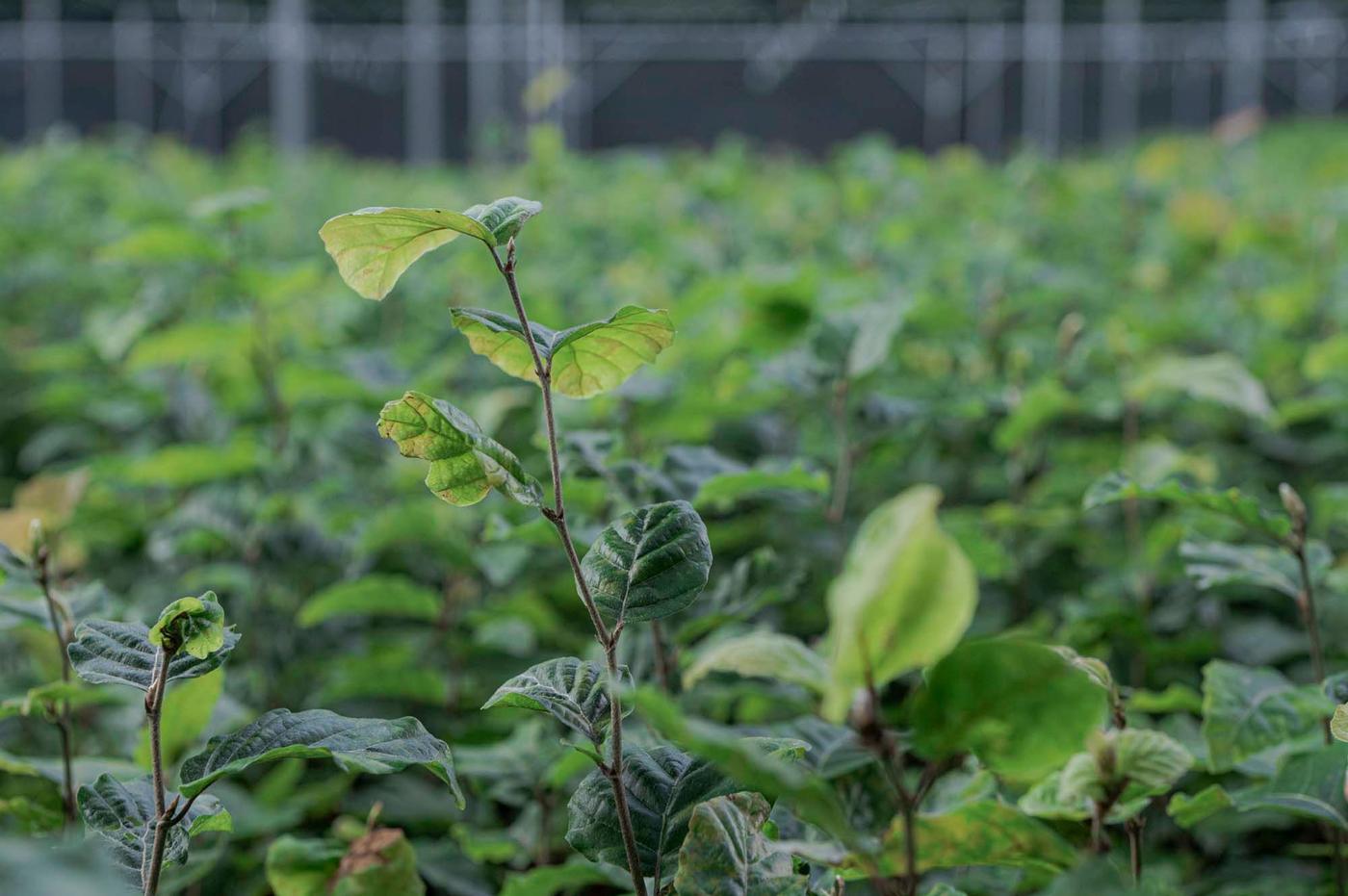 Small green leafed plants growing from the ground.