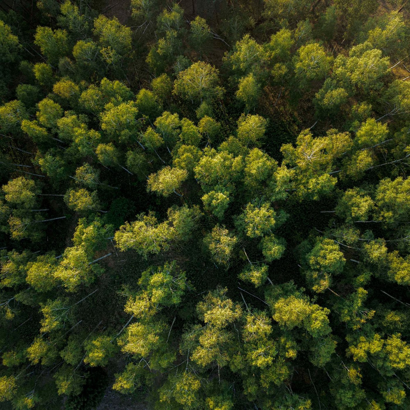 An aerial view of a green forest.