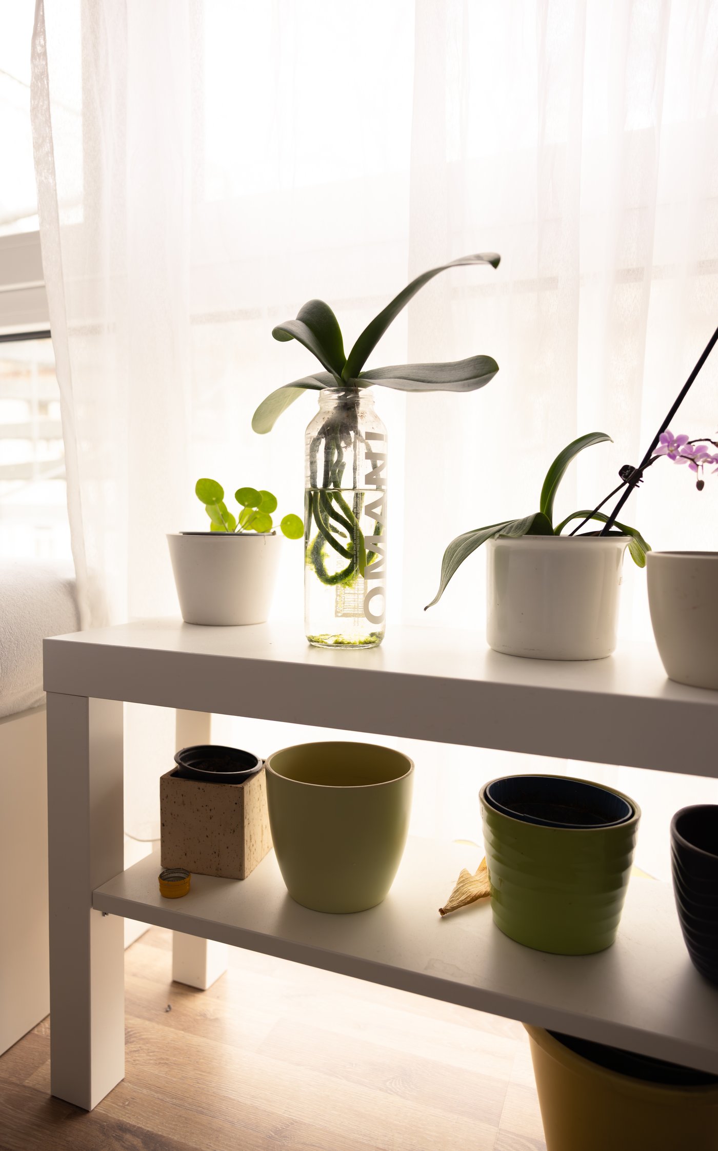 Plant pots rest on white shelving in front of a white sheer curtain.
