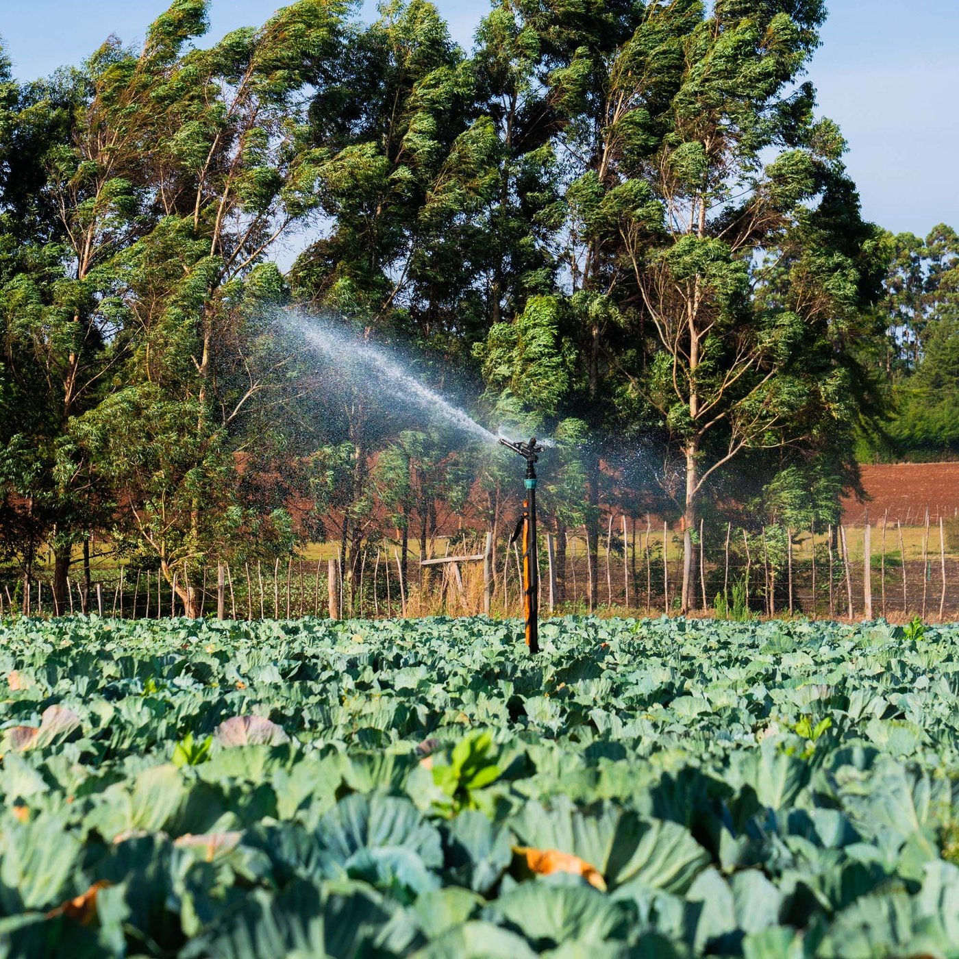 A sprinkler in the middle of a crop patch, sprays water over the crops.