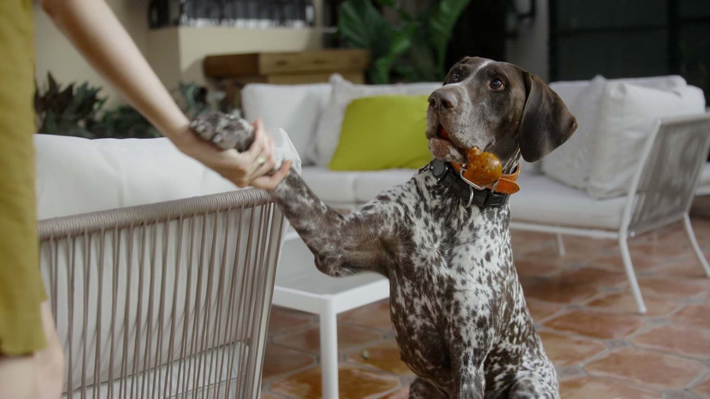 A person's hand holds a dog's paw on the outdoor terrace. The dog holds a toy in its mouth.