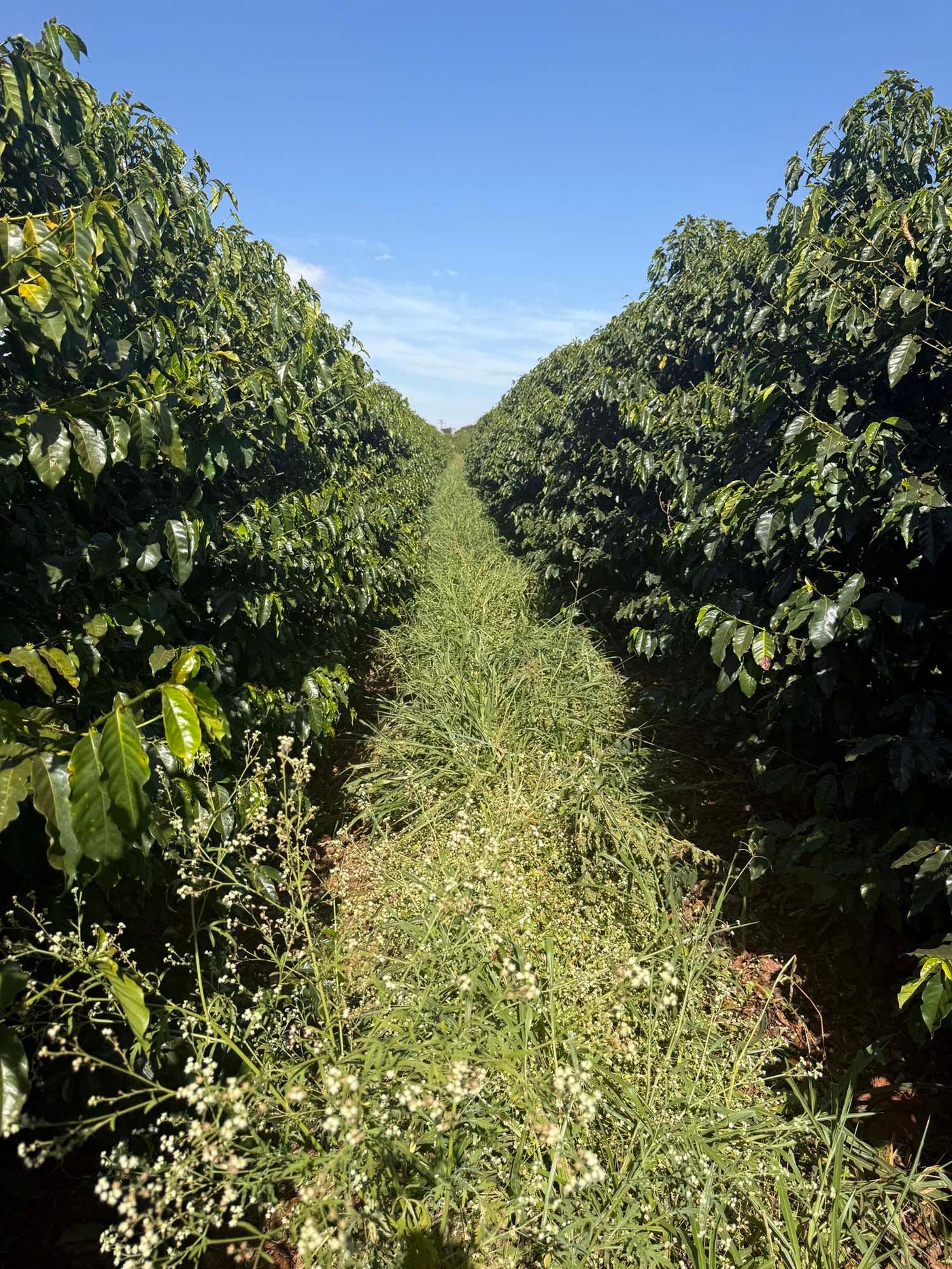 A coffee farm in Brazil's Cerrado region.