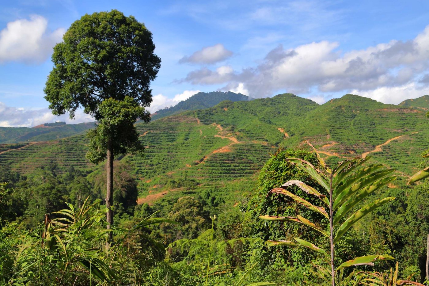 A landscape showing lush forests and green hills, with a sunny blue sky filled with clouds on the horizon.