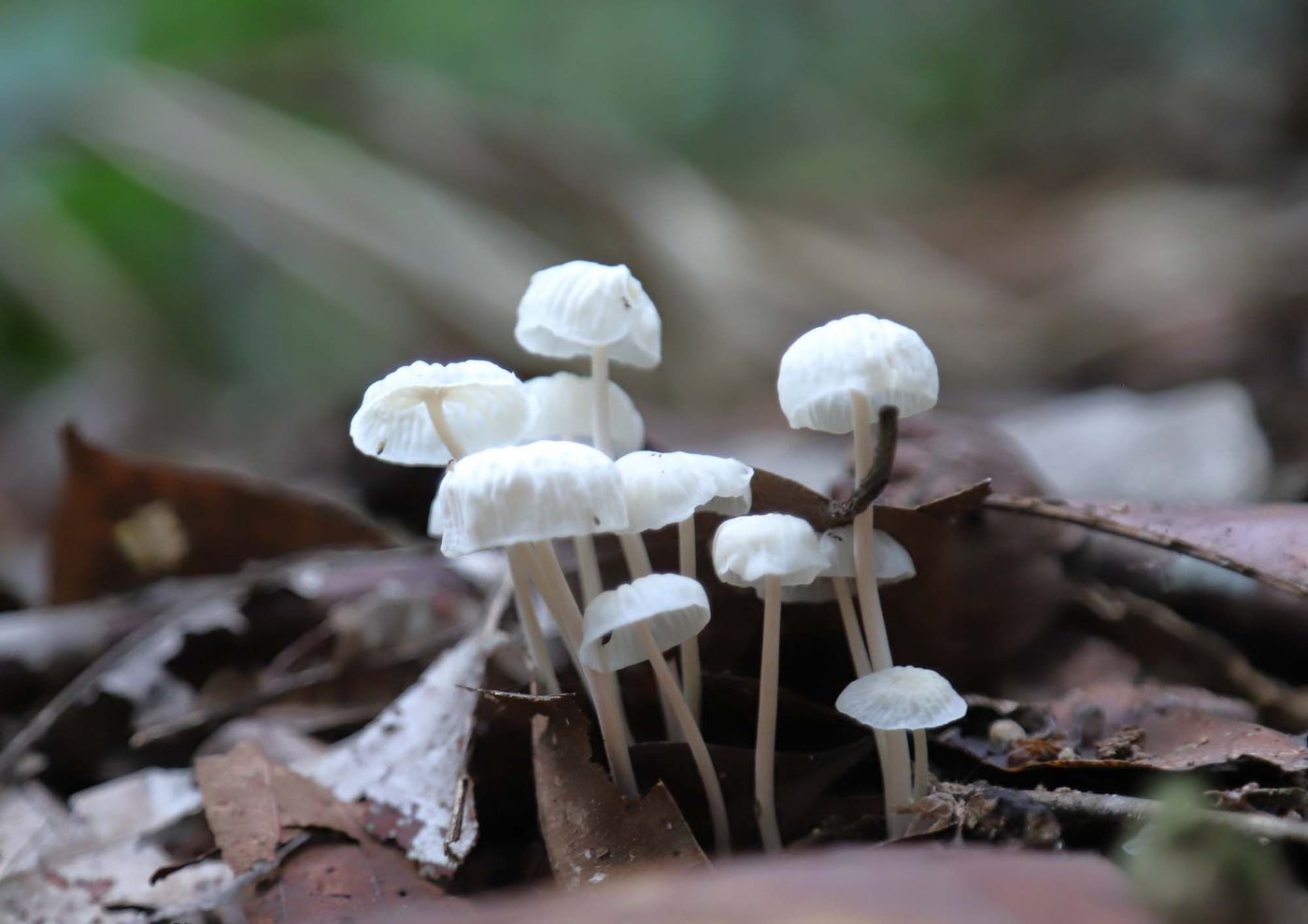A close-up of small white mushroom-like fungus growing among leaves in a forest.