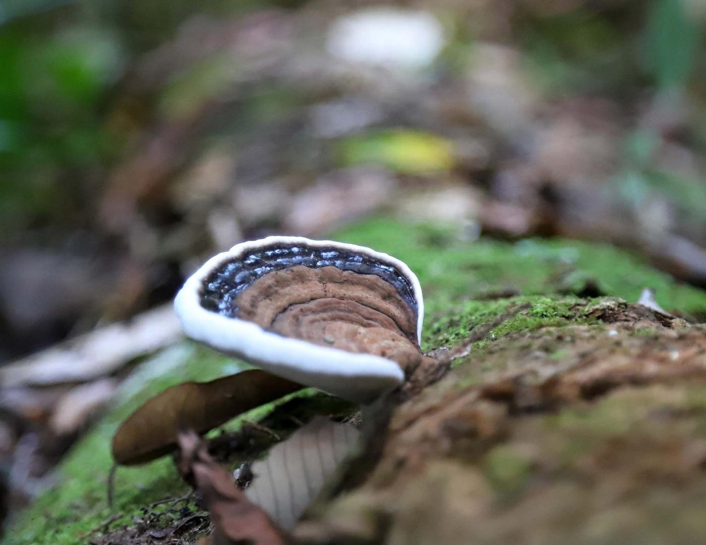 A close-up of a piece of tree fungus growing on a mossy log.