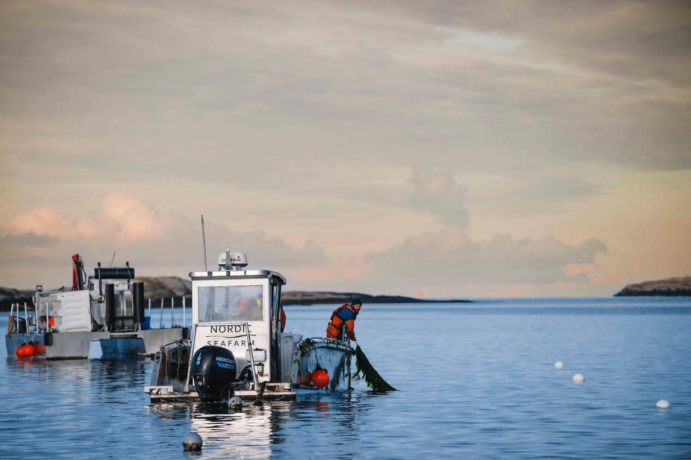 A worker leans over the side of a boat in the calm sea. He is pulling seaweed out of the water and into the boat. There is another boat and clouds in the background.