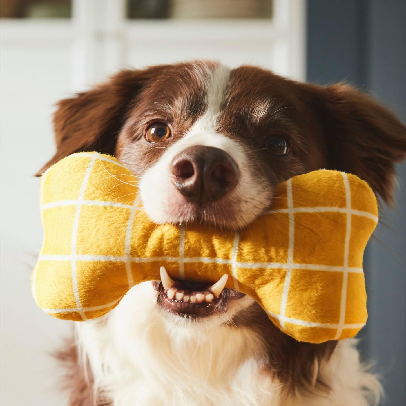 A dog looks really happy holding a soft toy in the shape of a bone in mouth. 