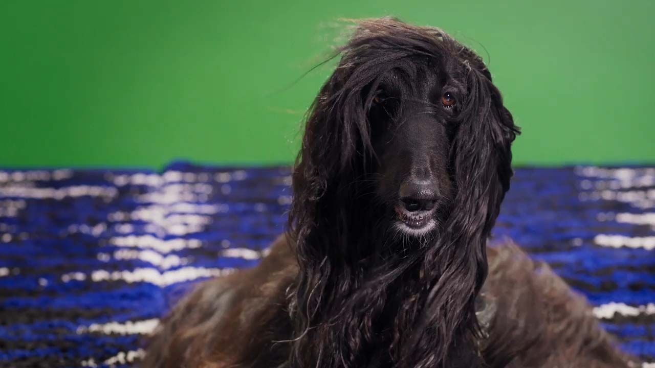 A film still of a long-haired dog sitting on a blue, black and white rug, against a green backdrop.