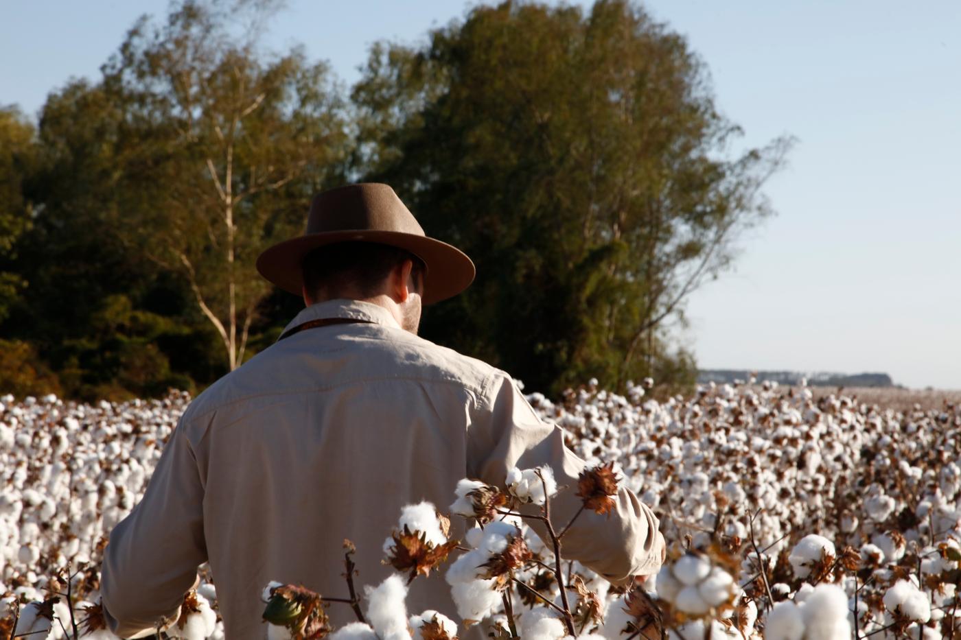 A person shot from behind, walking through a field of cotton.
