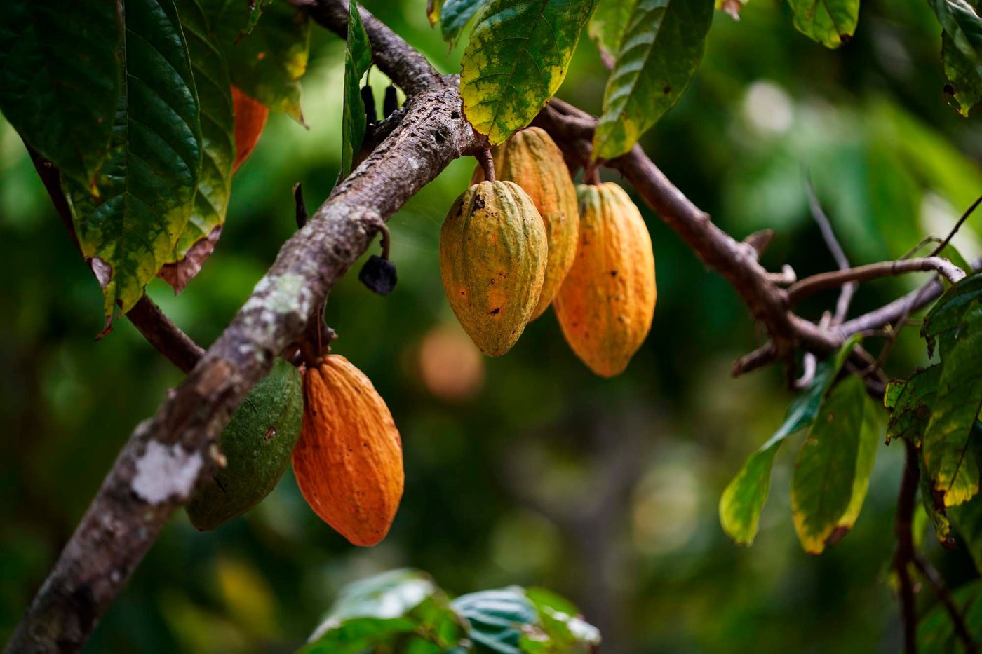 Large orange cacao pods hang from a cocoa tree,